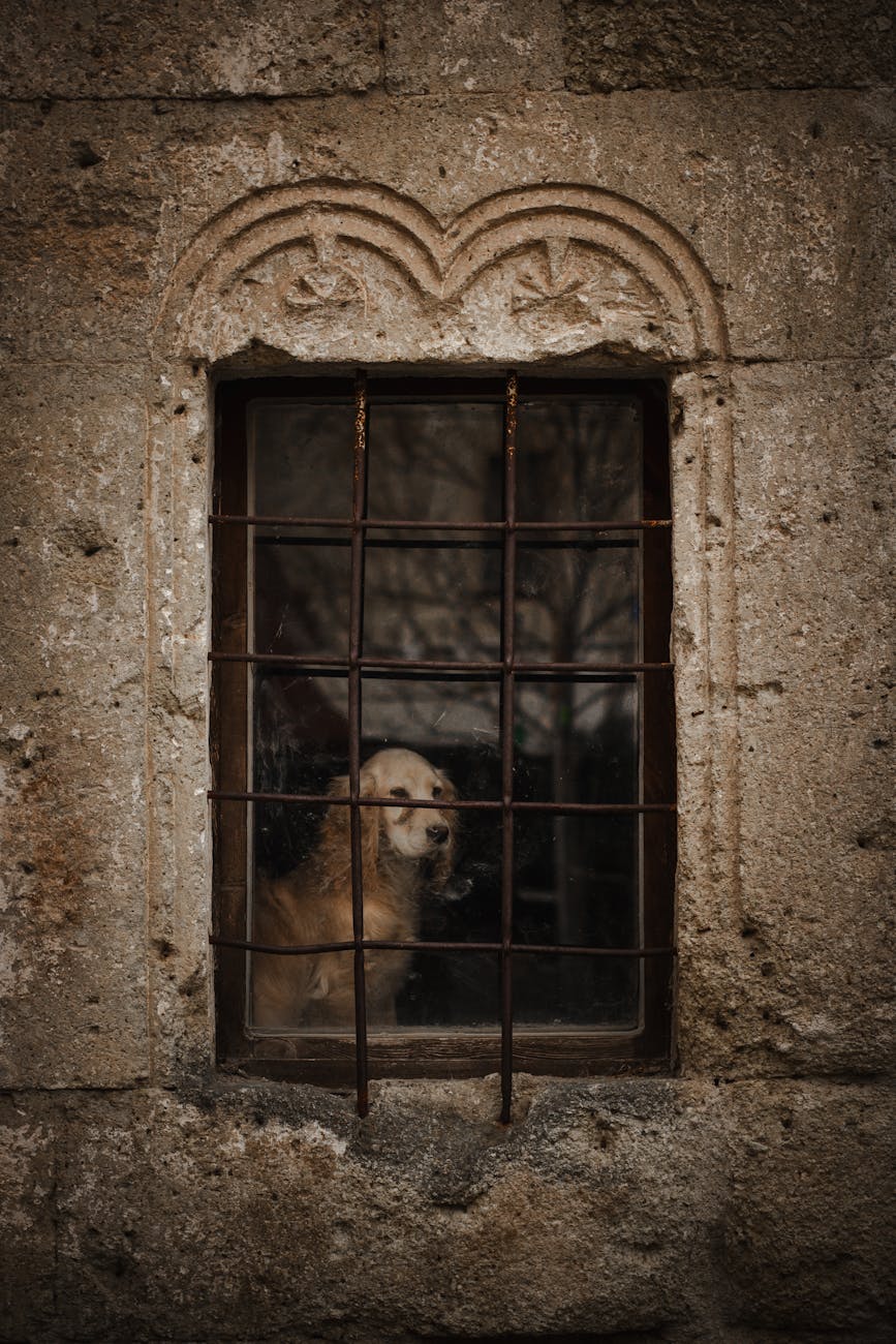 Medieval Dog Names: 200+ Regal, Rare & Remarkably Fun Ideas from History